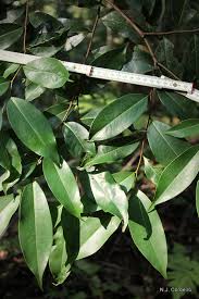 Image result for Xylopia aethiopica