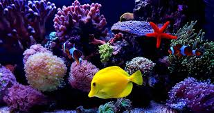 How to keep fish tank clean without changing water. How To Keep An Aquarium Clean Without A Filter Skymet Weather Services