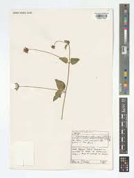 Image result for Commicarpus pedunculosus