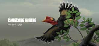 Keanekaragaman burung rangkong atau enggang di indonesia sangat tinggi di bandingkan negara lain. Rangkong Indonesia Rangkong Gading