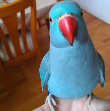 Blue Birds You Can Have As Pets Parrot Blue With A Red Beak Best Pet Birds Parrot Pet Funny Parrots