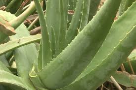 Alors, il ne vous reste plus qu'à suivre ces conseils d'entretien l'aloe vera trouve sa température idéale entre 18 °c et 21 °c toute l'année. Quand Et Comment Rempoter Un Aloe Vera Pas A Pas