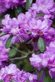 Lavenders are flowering purple shrubs in the family of lamiaceae. 14 Gorgeous Purple Flowering Shrubs Bushes For Your Garden