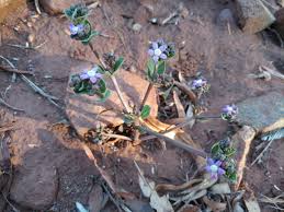 Image result for Raphionacme hirsuta