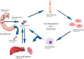 Disorders Of Iron Metabolism And Anemia In Chronic Kidney Disease Sciencedirect