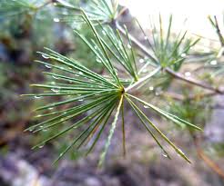 Image result for Asparagus laricinus