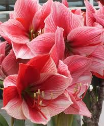 Pin On Bulbs Gladiolus Iris Amaryllis Daffodil
