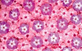 Daisy flower flowers brandon flowers animated gif. Beautiful Flower 03 Wallpaper Spring Flowers Animated Gif 1920x1200 Wallpaper Teahub Io