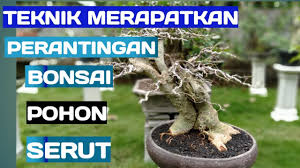 Bonsai Serut Streblus Asper Pruning Penggantian Media Tanam Youtube