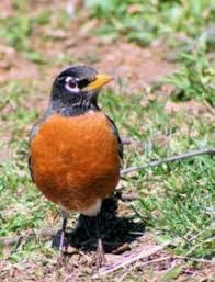 Birds Of Wisconsin Book Wisconsin State Bird Amerian Robin Turdus Migratorius State Birds Bird Wisconsin