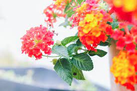 We did not find results for: 8 Low Maintenance Landscape Plants For South Florida Plant Professionals