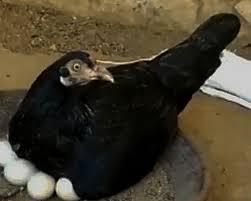 Mulai dari arti bambu kuning yg ditanam, sedulur papat, sampai jimat lidah anak sundel bolong, tapi nampaknya malam ini kita akan ulas satu pembahasan yg entah kenapa membuat saya ingin membahas ini. Arti Mimpi Ayam Bertelur Banyak Lalu Telurnya Gak Lama Menetas Terus Jadi Ayam Banyak Inilah Tafsirannya Pamarta Nusantara