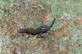 Image result for Vepris bachmannii