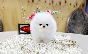 Were you looking to buy i was looking on classifieds.co.nz for a puppy and i emailed the person listing the puppies to find out. Dogs Puppies For Sale Classifieds In Paducah Yorkie Puppies Husky Puppies Pomeranian Puppy For Sale Pomeranian Puppy Teacup Pomeranian Puppy