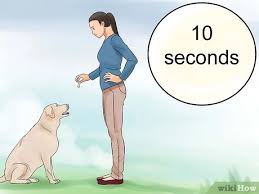 This video gives you 5 easy to follow instructions to help you teach your dog to play dead on command! How To Teach Your Dog To Play Dead On Command With Pictures
