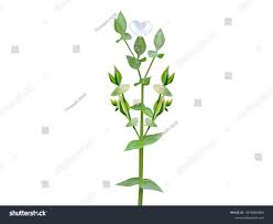 Image result for Canscora alata