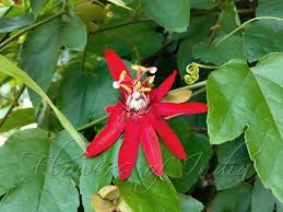 Image result for Passiflora vitifolia