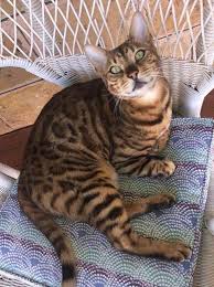 Special authorisation is required to import bengals into australia. South Australian Pet Cat Tyga Accidentally Euthanased By Veterinary Clinic In Murraylands Abc News