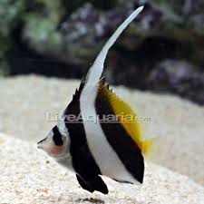 Black And White Heniochus Heniochus Black White Butterflyfish Marine Fish Ocean Animals Black And White