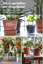 Kaufda Mobile Prospektor Mit Bildern Pflanzen Blumentopf Garten