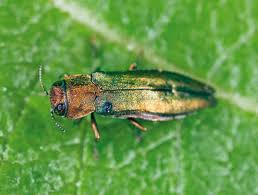 Image result for rez rzivost ostru%u017Einy