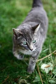 Eine fremde katze in der wohnung trotz mikrochip katzenklappe. Wie Kann Ich Fremde Katzen Vertreiben Katzen Vertreiben