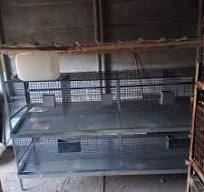 Dream Rabbit Cage? We Design and Build It! Do our standard ...