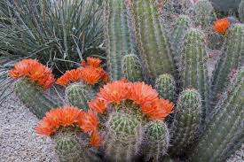 You can still make a cactus garden if your yard now comes the fun part, planting your cacti. 21 Best Cactus Plants To Grow In Your Garden