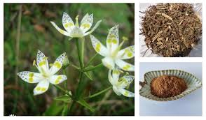 Image result for Swertia eminii