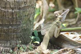 Maybe you would like to learn more about one of these? Pic Of The Day This Lizard Can Run On Water