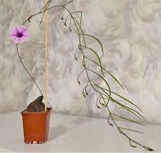 Image result for Ipomoea welwitschii