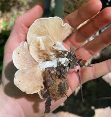 Image result for Clitopilus prunulus