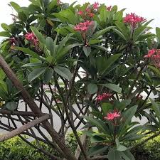Image result for Plumeria rubra