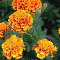 Check spelling or type a new query. Marigold Wikipedia Komposisi Kimia Dari Marigold Dan Sifat Farmakologis Marigold Dan Lansekap
