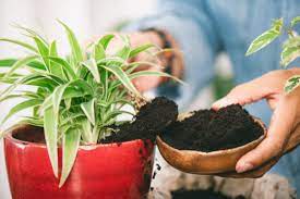 Maybe you would like to learn more about one of these? Coffee Grounds For Houseplants Must Know Benefits Thatwowgarden