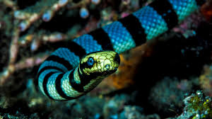 Many species of snakes have skulls with several more joints than their lizard ancestors, enabling them to swallow prey much larger than their heads with their highly mobile jaws. Venomous Sea Snake Facts Hydrophiinae And Laticaudinae
