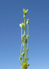 Image result for Sebaea