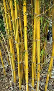 Image result for Bamboo Yellow 1958 Imperial