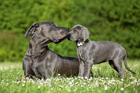 Vor ihm querte ein rudel blauer hunde die straße. Rasse Des Monats Deutsche Dogge Vdh De