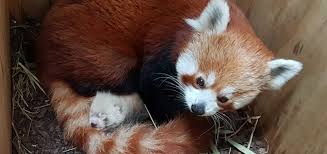Hier die wichtigsten infos für die kommenden wochen im überblick. Zoo Du Bist Halle