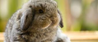 We provide you the best animal at an affordable price and delivery is done afterwards upto your doorstep. Pet Shop Exotic Pets Allston Ma