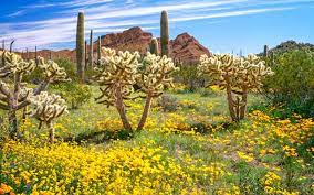 Ajo's spanish architecture is an excellent introduction to southern arizona's colonial history and a. Welcome To Organ Pipe Cactus National Park