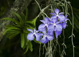 Image result for Vanda coerulea
