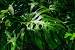 Indoor Plants