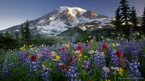 Images & pictures of nature wallpaper download 9119 photos 3840x2400. Nature Windows 10 Wallpapers