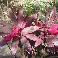 Red Sister Cordyline Plant Care Ehow Plants Dracena Plant Edible Wild Plants