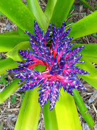 Ideal conditions, as well as pruning, watering, and fertilizing will lead to more flowers all year long. Florida Flower 2 Beautiful Flowers Unusual Flowers Pretty Flowers