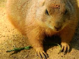 Image result for Cynomys ludovicianus obrázek