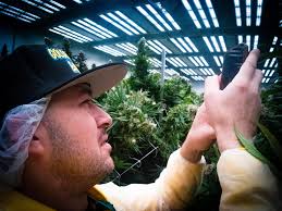 Golden State Banana Strain: History, Unique Flavor Profile, and Expansion  with Nick Bryan