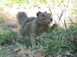 Squirrel Gazer Blog